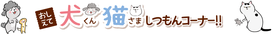 おしえて犬くん猫さましつもんコーナー!!